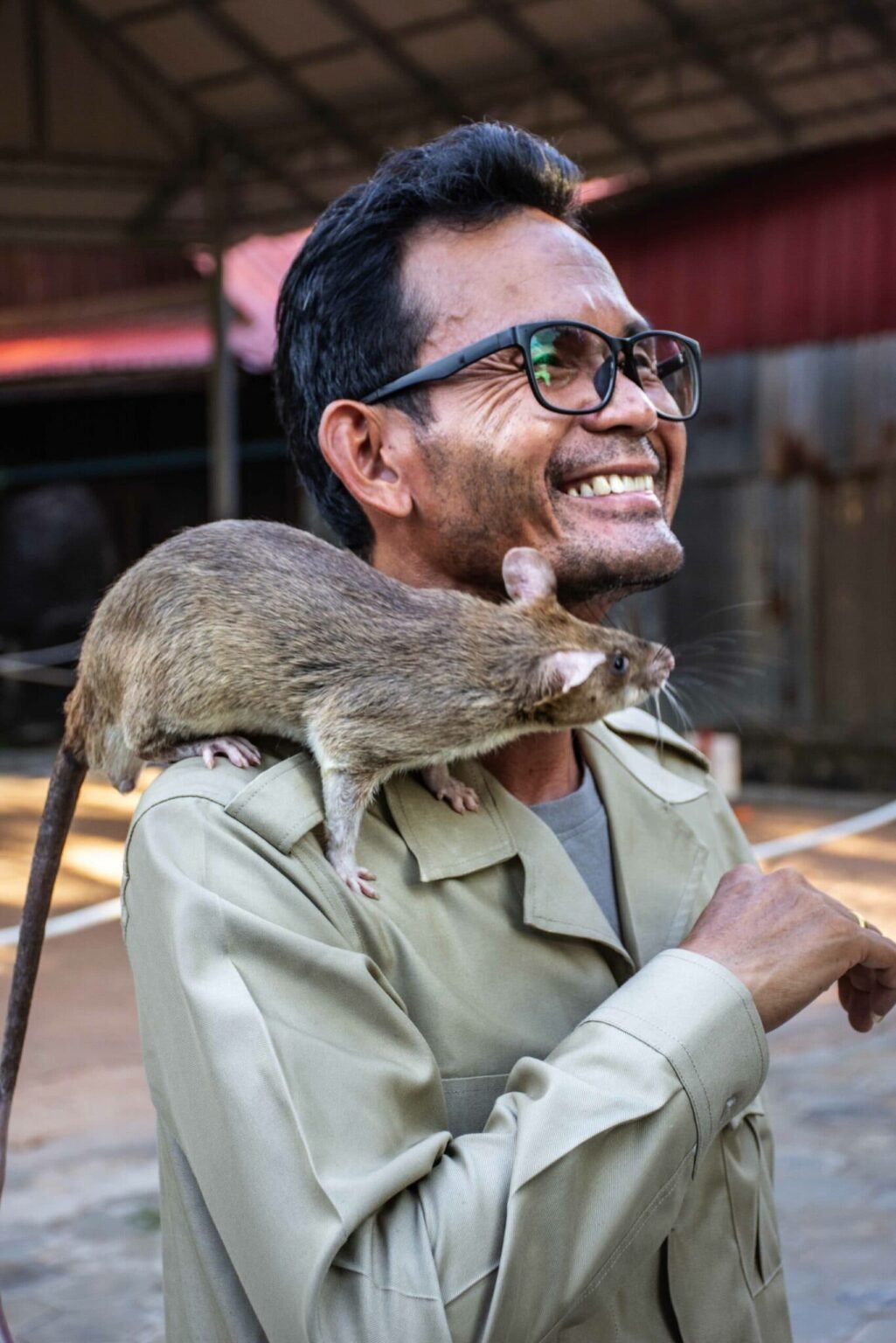 Seim Reip Rats Apopo Rat Heroes Center - Attractions in Siem Reap - Cambodia Spirit