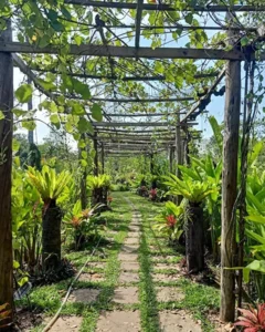 Angkor Botanical Gardens