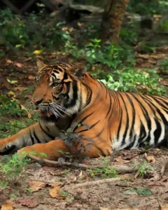 Phnom Tamao Wildlife Rescue Centre