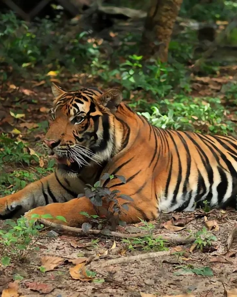 Phnom Tamao Wildlife Rescue Centre