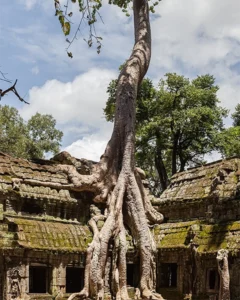Ta Prohm Temple
