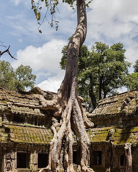 ta prohm temple