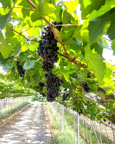 Banan Grape Farm