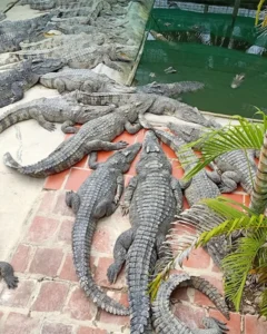 Battambang Crocodile Farm