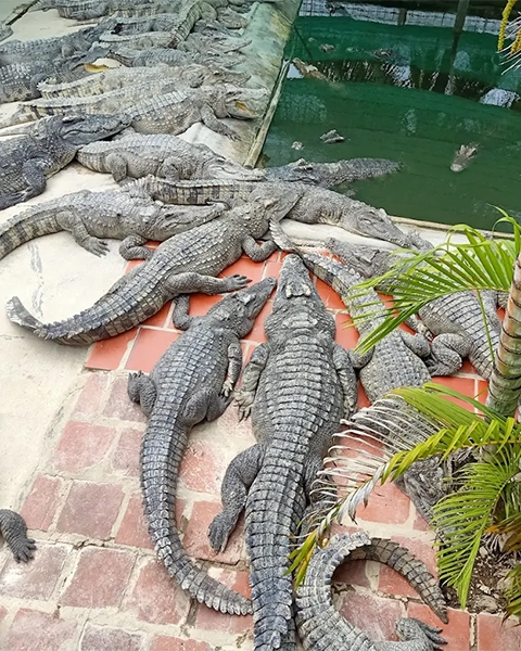 Battambang Crocodile Farm