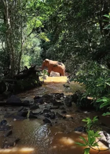 Elephants Valley Project (EVP)