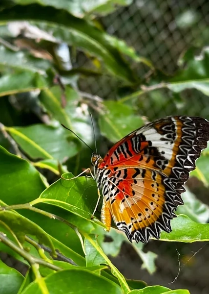 Kep Butterfly Farm