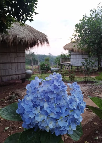 La villa Hortensia Mondulkiri