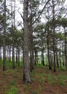 Pine Tree Plantation